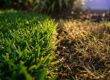 How to Spot Chinch Bug Damage in St. Augustine Grass