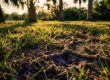 Mole Cricket Damage in Southwest Florida Lawns, What I Look For