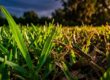 Fall Armyworm Damage in Southwest Florida Lawns