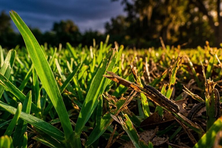 Fall Armyworm Damage in Southwest Florida Lawns