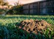 Fire Ant Mounds in Southwest Florida Lawns