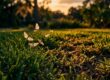 Tropical Sod Webworm Damage in Southwest Florida Lawns