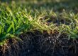 Cutaway lawn showing pale grass patches, exposed soil, and tiny pests on weakened roots.