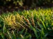 Hunting Billbugs in St. Augustinegrass: Signs and Control