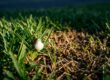 Managing Two-Lined Spittlebug Damage in St. Augustine Grass