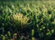 Pale broomlike bermudagrass shoots stand among healthy green blades.