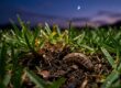A cutworm larva beneath damaged grass beside a brown lawn patch.