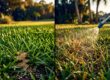 Split lawn showing granular treatment in green grass and liquid spray on a brown patch.
