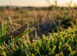 A grasshopper perched on chewed grass beside a sunny lawn edge.