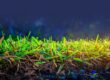 Close-up of lush grass with thatch, small pests, dry patches, and damaged leaves.