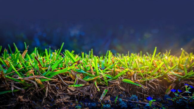 Overfertilized St. Augustine Grass Close-up of lush grass with thatch, small pests, dry patches, and damaged leaves.