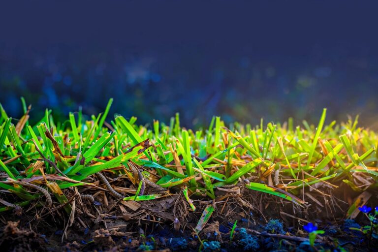 Close-up of lush grass with thatch, small pests, dry patches, and damaged leaves.