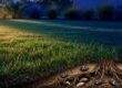 Healthy grass at dusk with chinch bugs visible beneath the turf.