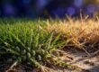 Aphids cluster on grass beside yellow lawn patches and sandy soil.