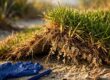 scale insects