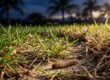 Damaged St. Augustinegrass with sod webworm larvae, dew, and sandy soil.