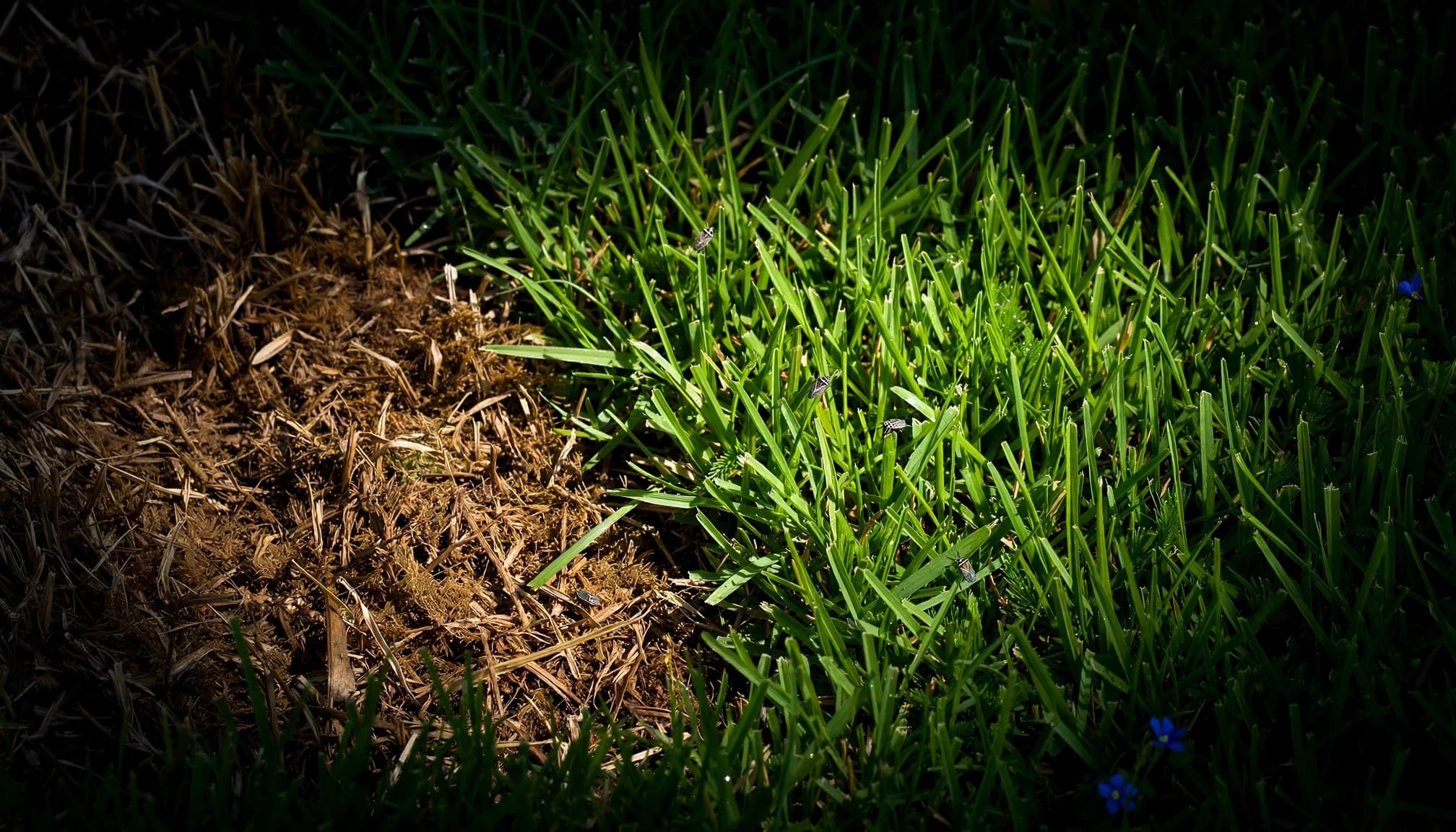 New sod insect damage may appear as a brown patch beside healthy green turf.