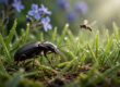 A ground beetle hunts a small pest among wet grass, with flowers blurred behind.