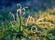 bermudagrass stem maggot