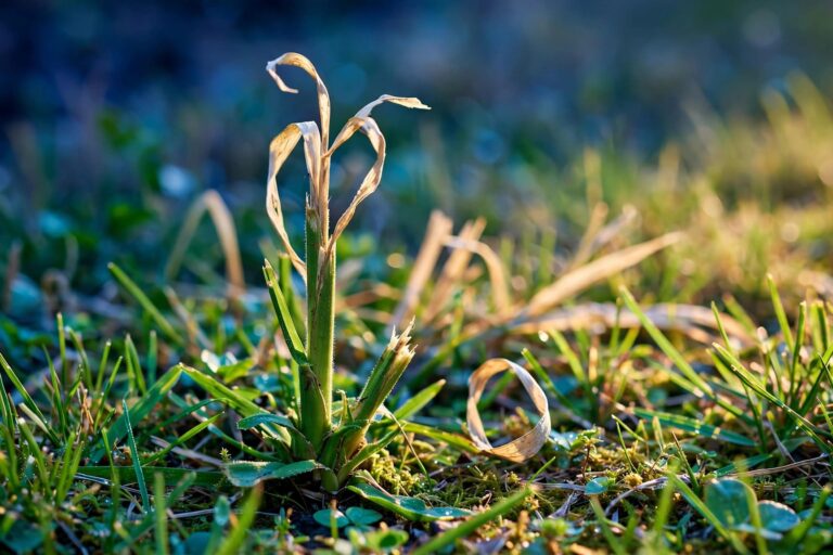 bermudagrass stem maggot
