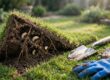 lawn pest spread